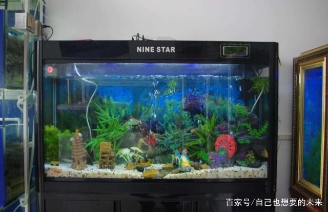 羽毛刀魚苗水族箱布置技巧：羽毛刀魚苗水族箱布置技巧是確保魚類健康生長和提高觀賞效果的關(guān)鍵因素之一 龍魚百科 第3張