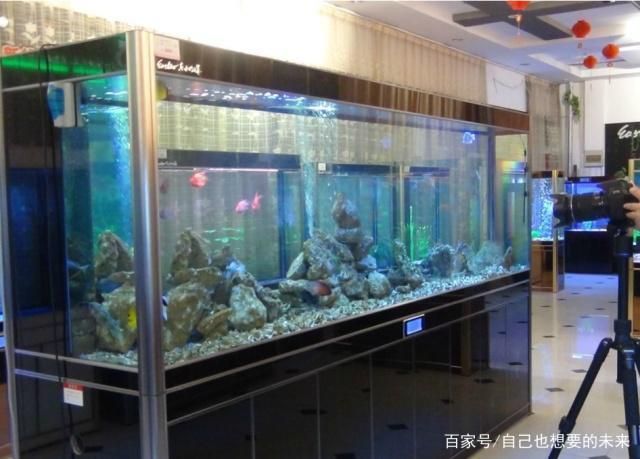 羽毛刀魚苗水族箱布置技巧：羽毛刀魚苗水族箱布置技巧是確保魚類健康生長和提高觀賞效果的關(guān)鍵因素之一 龍魚百科 第4張