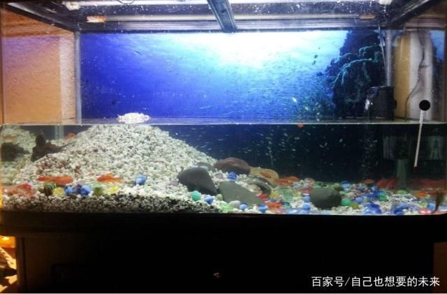 羽毛刀魚苗水族箱布置技巧：羽毛刀魚苗水族箱布置技巧是確保魚類健康生長和提高觀賞效果的關(guān)鍵因素之一 龍魚百科 第5張