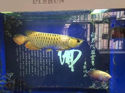 龍魚三年還能長嗎：三年后的龍魚還能繼續(xù)生長嗎， 龍魚百科 第4張