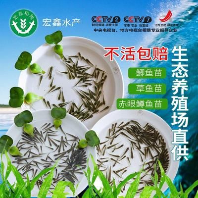 龍魚(yú)能吃小魚(yú)苗嗎：關(guān)于龍魚(yú)吃小魚(yú)苗的一些詳細(xì)信息 龍魚(yú)百科 第4張