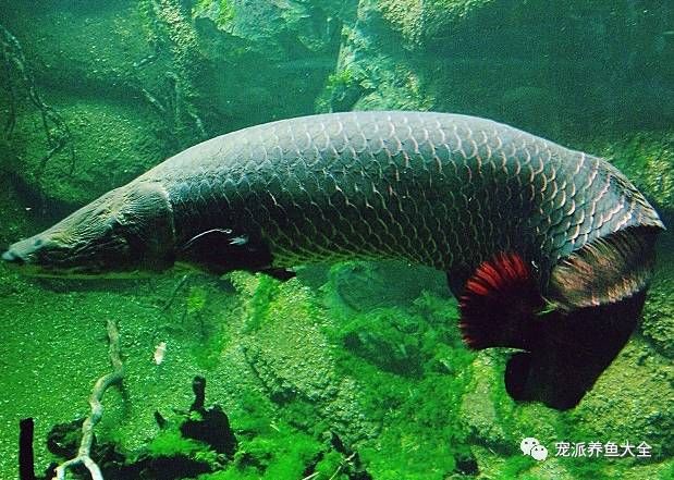 海象魚繁殖溫度波動影響：海象魚繁殖期水溫的控制 龍魚百科 第1張