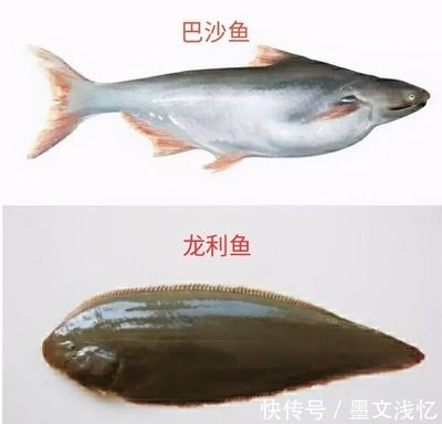 龍魚是巴沙魚嗎：東南亞淡水魚種類介紹龍魚并非巴沙魚而是屬于淡水魚類 龍魚百科 第2張