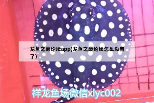 龍魚之巔app改名龍魚之巔app改名（龍魚之巔app改名了嗎）：“龍魚之巔”app是否改名的討論引起公眾關(guān)注 龍魚百科 第3張