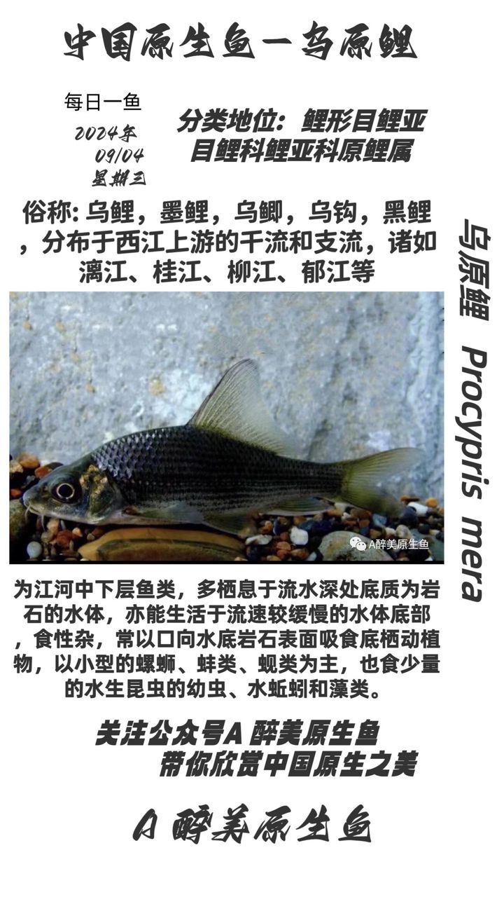 巖原鯉：巖原鯉的繁殖方式多樣 觀賞魚論壇