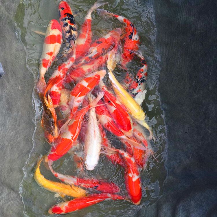 龍魚的觀賞價(jià)值有哪些種類的魚：-龍魚的觀賞價(jià)值體現(xiàn)在多樣的種類和獨(dú)特的形態(tài) 水族問答 第2張