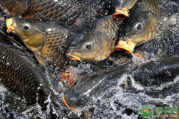 預(yù)防龍鳳鯉魚(yú)疾病的措施：如何判斷龍鳳鯉魚(yú)健康狀況 龍魚(yú)百科 第5張