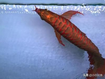 60厘米紅龍魚價(jià)格多少錢：60厘米紅龍魚價(jià)格走勢分析60厘米紅龍魚的價(jià)格是多少 龍魚百科 第4張