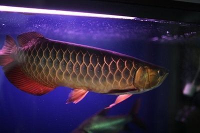 龍魚專用魚缸 2023：龍魚魚缸最佳尺寸推薦 龍魚百科 第5張