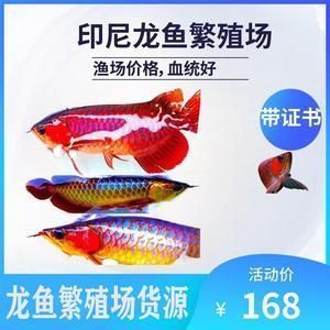 2cm龍魚苗價格：2cm的龍魚苗價格可能從幾十元到數(shù)十萬元 龍魚百科 第3張