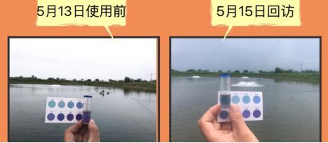 龍魚的級別：如何區(qū)分龍魚的品種？ 水族問答 第2張