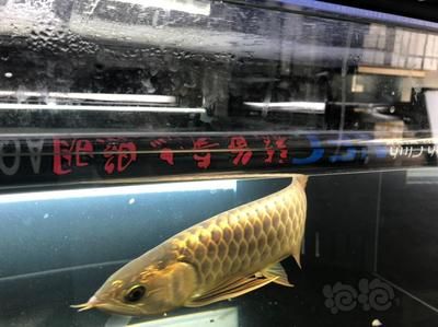 龍魚熱帶魚水溫多少合適喂食：如何控制龍魚的水溫 龍魚百科 第2張