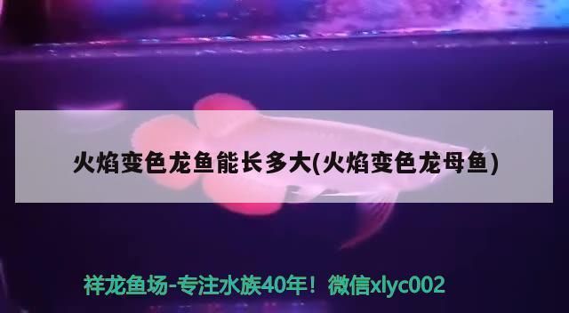 龍魚(yú)缸過(guò)濾系統(tǒng)圖：龍魚(yú)缸過(guò)濾系統(tǒng)圖解 龍魚(yú)百科 第5張