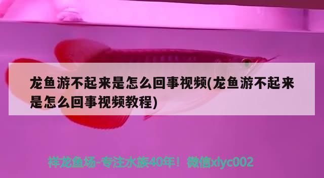 龍魚游不起來怎么辦：龍魚游不起來可能是由多種原因造成的，可能是由多種原因造成的 龍魚百科 第1張