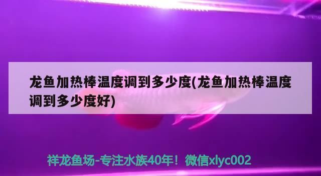 龍魚多少度要加溫了才能活：龍魚加溫的最佳時機，如何選擇合適的加熱棒，銀龍魚和黑龍魚的養(yǎng)護技巧 龍魚百科 第1張