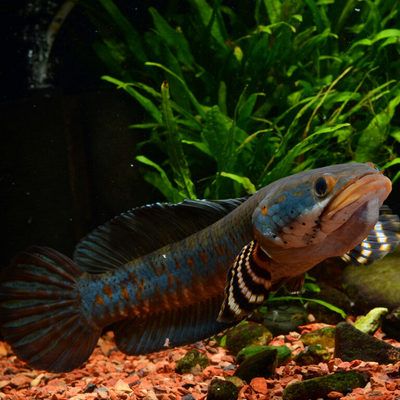 雷龍魚吃食：雷龍魚專用飼料品牌推薦 龍魚百科 第4張