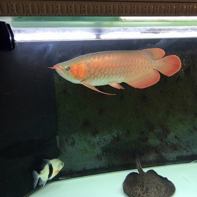 比紅龍魚貴的魚叫什么品種：比紅龍魚更貴的魚類品種及其特點(diǎn)紫艷紅龍的品鑒標(biāo)準(zhǔn) 龍魚百科 第2張