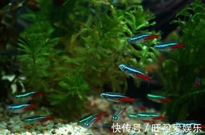 龍魚和鸚鵡混養(yǎng)溫度：龍魚和鸚鵡魚混養(yǎng)的水溫要求，如何選擇合適的加熱棒 龍魚百科 第5張