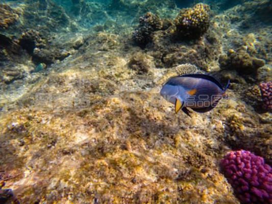 龍魚(yú)浮水面下沉困難：龍魚(yú)浮水面下沉困難可能由多種因素引起 龍魚(yú)百科 第4張