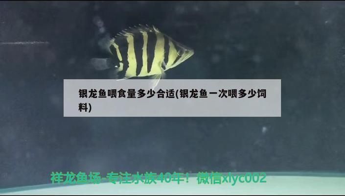 銀龍魚苗飼料喂食頻率指南：銀龍魚苗喂食頻率指南 龍魚百科 第4張