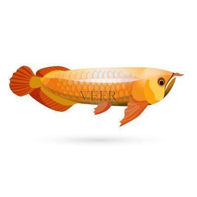 龍魚的講究：養(yǎng)龍魚的注意事項 水族問答 第4張