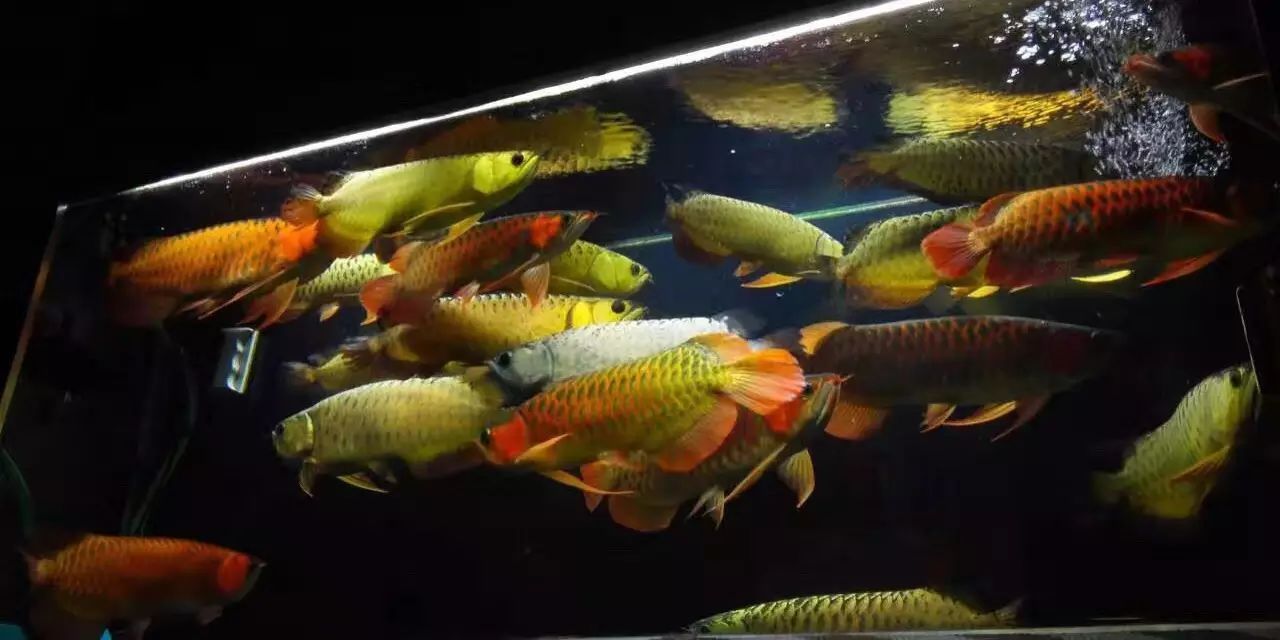 和紅龍魚混養(yǎng)的有哪些魚品種好：和紅龍魚混養(yǎng)魚品種及其詳細信息：紅龍魚混養(yǎng)的品種及其詳細信息 龍魚百科 第1張