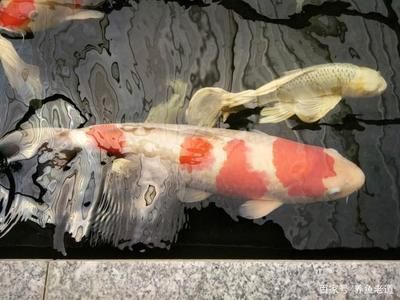 龍魚(yú)一周不喂行不行：龍魚(yú)一周不喂食可行嗎 龍魚(yú)百科 第2張