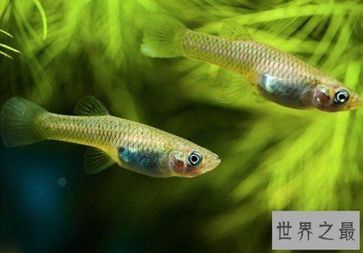 龍魚的介紹和特點是什么作文：如何鑒別一個健康的龍魚 水族問答