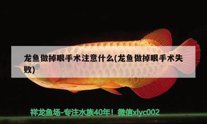 龍魚做掉眼手術(shù)注意什么事項(xiàng)：龍魚掉眼手術(shù)時(shí)需要注意的關(guān)鍵事項(xiàng)以防止掉眼復(fù)發(fā) 龍魚百科 第5張