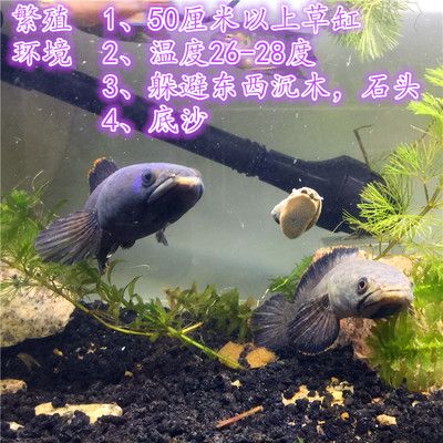 雷龍魚繁殖水質(zhì)硬度標(biāo)準(zhǔn)：雷龍魚對水質(zhì)的硬度有一定的要求以下是詳細(xì)的水質(zhì)硬度標(biāo)準(zhǔn)及相關(guān)信息 龍魚百科 第5張