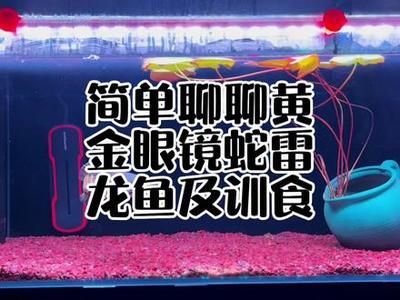 雷龍魚如何訓食：雷龍魚的訓食方法 龍魚百科 第4張