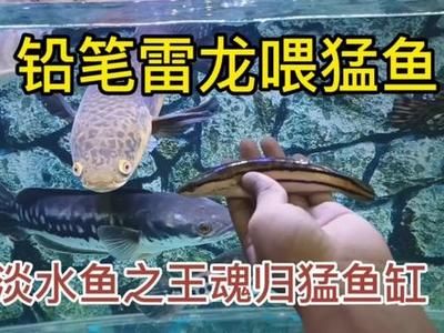 雷龍魚都喂什么：雷龍魚專用飼料品牌推薦 龍魚百科 第5張