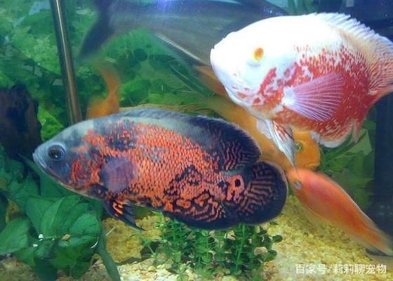 龍魚的佩魚：關(guān)于龍魚佩魚的5個疑問句 水族問答 第2張