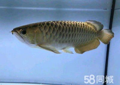 龍魚(yú)消毒：龍魚(yú)養(yǎng)殖龍魚(yú)的消毒法和消毒法和聚維碘酮消毒方法