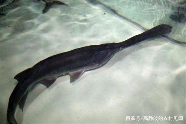 龍魚的烹飪方法有哪些：關(guān)于烹飪龍魚的問題 水族問答