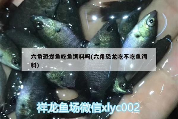 六角恐龍魚能吃金魚飼料嗎：六角恐龍魚可以吃金魚飼料嗎 龍魚百科 第2張