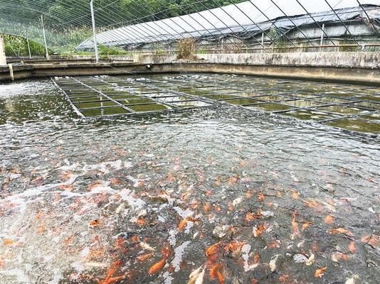 控制光照對水質(zhì)的具體操作方法：控制光照是改善和維持水質(zhì)的關(guān)鍵方法 龍魚百科 第3張