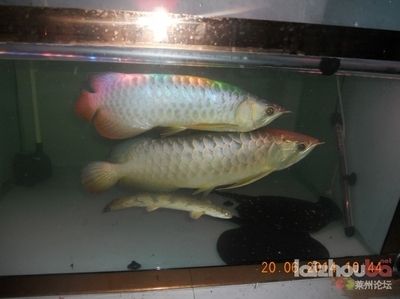 龍魚多久能長到20：龍魚多久能長到20厘米，龍魚生長速度受哪些因素影響 龍魚百科 第4張