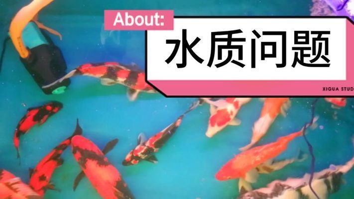 龍魚的品種及特性：關(guān)于龍魚飼養(yǎng)的問題 水族問答 第2張