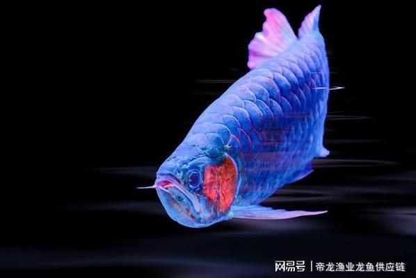 龍魚的品種怎么區(qū)分：如何區(qū)分不同品種的龍魚 龍魚百科 第5張