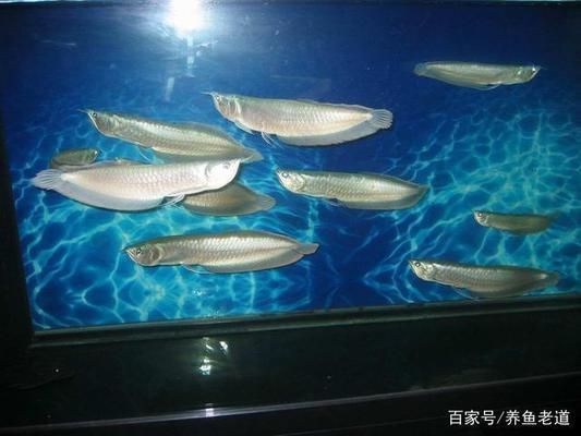 龍魚過缸怎樣處理好：龍魚過缸后水質(zhì)如何處理 龍魚百科 第3張