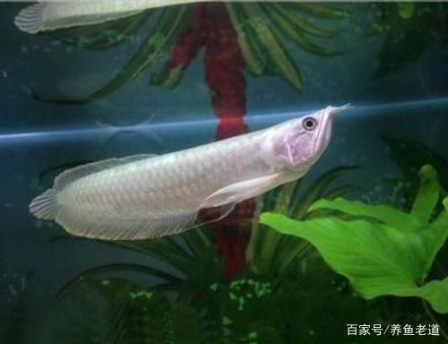 龍魚過缸怎樣處理好：龍魚過缸后水質(zhì)如何處理 龍魚百科 第1張