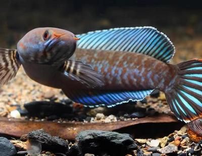 雷龍魚(yú)吃什么飼料可以壓低范文：如何自制雷龍魚(yú)飼料，雷龍魚(yú)飼料保存方法 龍魚(yú)百科 第5張