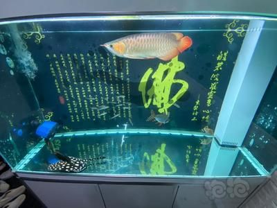 龍魚怎么養(yǎng)出狀態(tài)的：如何養(yǎng)出龍魚的最佳狀態(tài) 龍魚百科 第5張