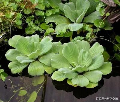 龍魚的食物是什么：關于龍魚的問題 水族問答 第2張