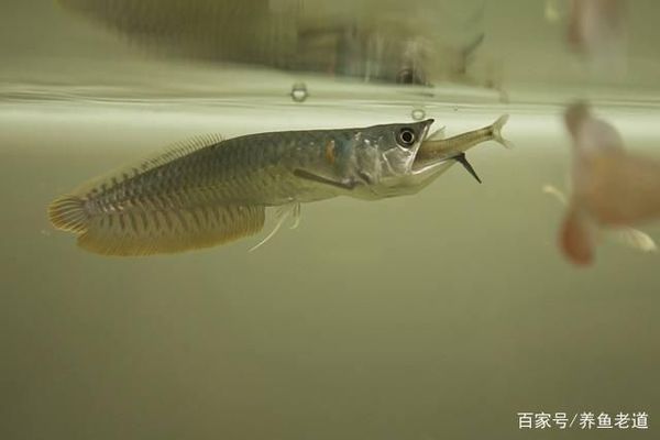 銀版魚活餌投喂時(shí)間表：銀版魚活餌投喂時(shí)間表包括一天三次投喂 龍魚百科 第1張