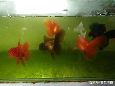 金魚品種及飼養(yǎng)環(huán)境要求：金魚的飼養(yǎng)環(huán)境要求 龍魚百科 第2張