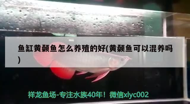 龍魚的壽命一般是多長：關(guān)于龍魚壽命的問題 水族問答 第2張