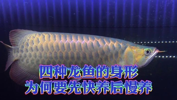 龍魚(yú)慢養(yǎng)最忌三種東西vs祥龍魚(yú)場(chǎng)：關(guān)于龍魚(yú)養(yǎng)殖的一些禁忌事項(xiàng) vs祥龍魚(yú)場(chǎng) 第3張