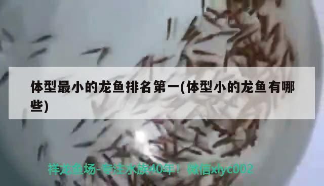 龍魚外傷用什么藥vs祥龍魚場：龍魚受傷后如何處理 vs祥龍魚場 第22張